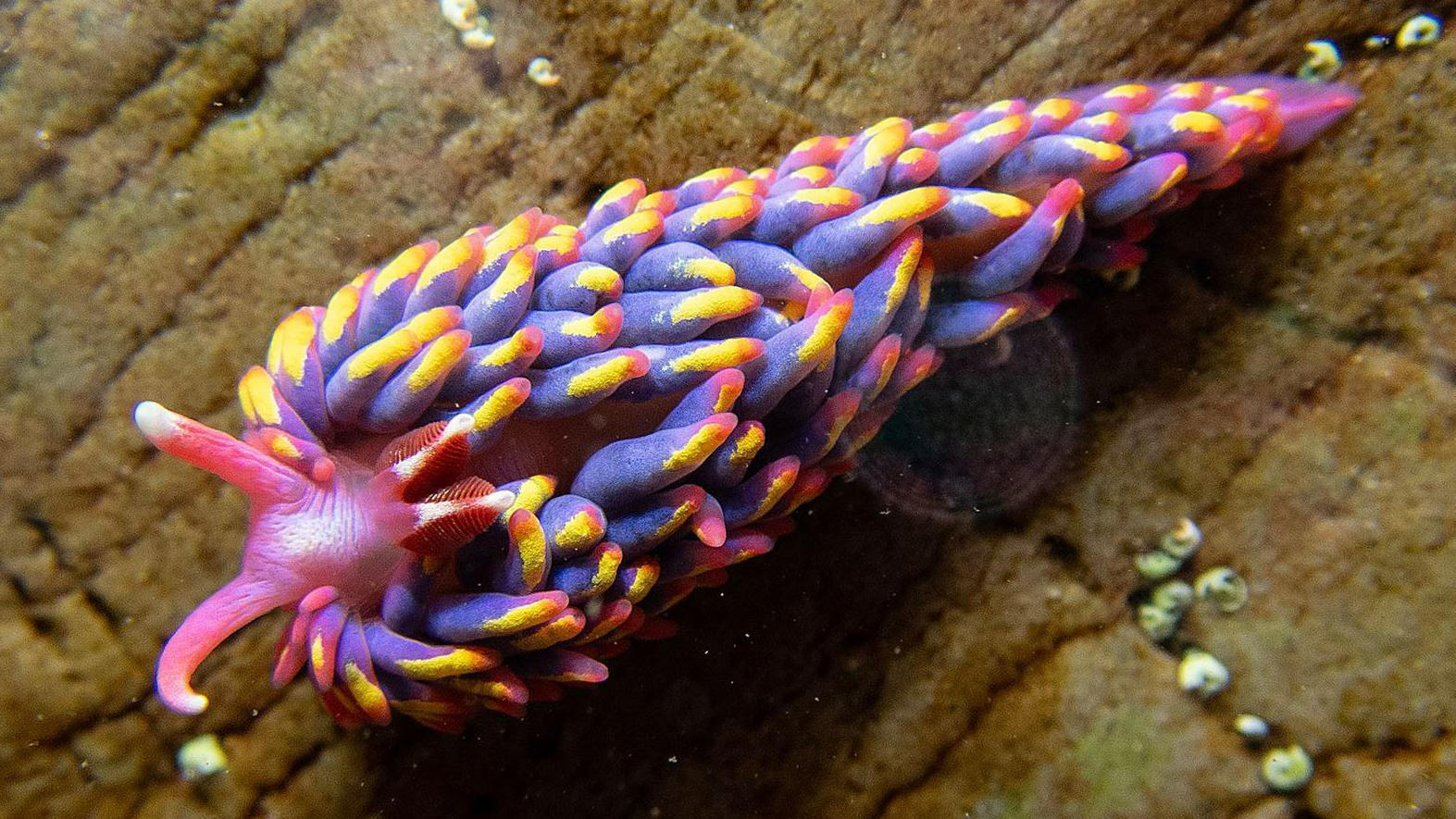 The Rainbow Sea Slug